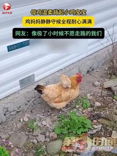 母鸡温柔背起小鸡宝宝，鸡妈妈静静守候全程耐心满满，网友：像极了小时候不愿走路的我们。#母鸡