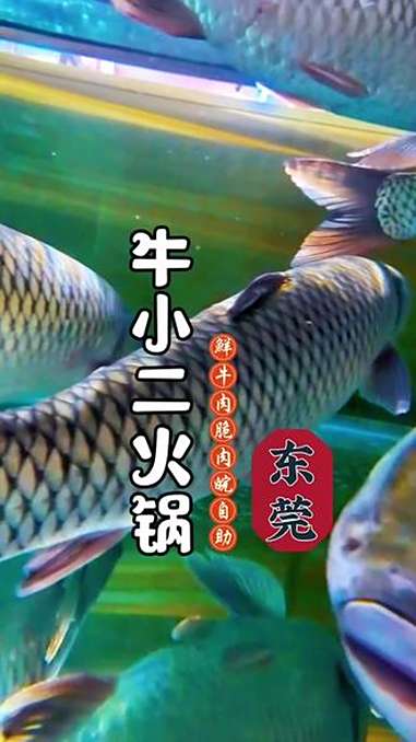 在东莞实现鲜切牛肉自由 脆肉皖自由 美食探店 东莞东坑,现嘎的中山脆肉皖,鲜切牛肉,午市7