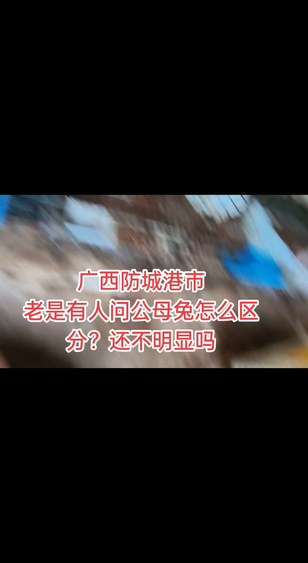 广西防城港市 老是有人问公母兔怎么区分?还不明显吗#防城港市