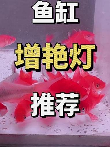 为什么观赏鱼鱼买回家后颜色就没那么好看了 鱼缸增艳灯 鱼缸灯 观赏鱼增艳灯 鱼缸发色灯