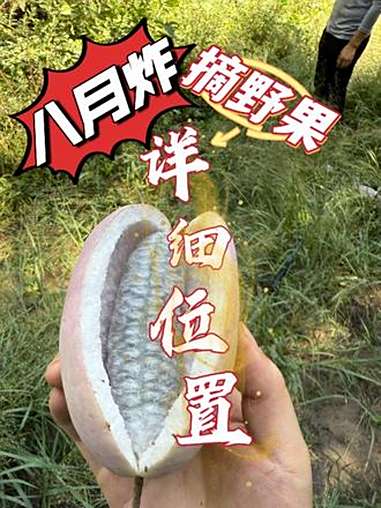 摘八月炸详细路线 还有板栗、核桃、瓜蒌、野酸枣等等野果子,一路打尽。户外采摘 摘果子 摘果