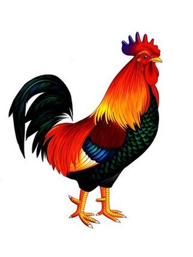 画风大不同:弟弟的卡通公鸡VS我的写实公鸡 画画