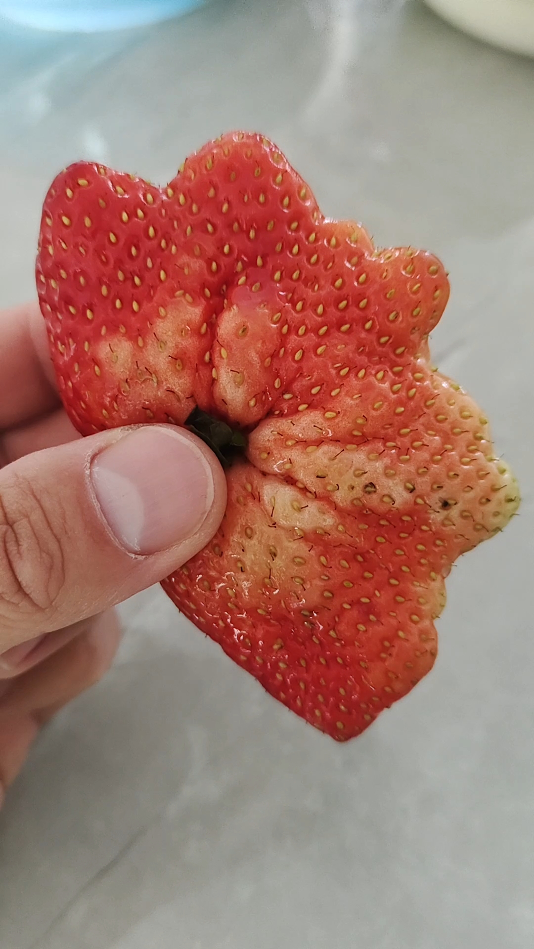 草莓新品种“鸡冠红”