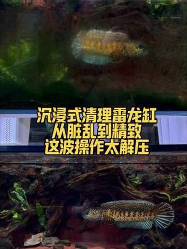 终于终于还它个干净舒适的空间啦！你们都多久清理一次缸啊？#鱼缸 #造景鱼缸 #雷龙造景 #