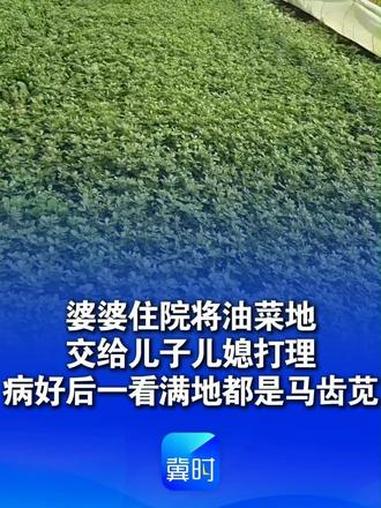 婆婆因病住院将自家油菜地交给儿子儿媳打理，病好后回家一看，油菜地已被疯长的马齿苋“鸠占鹊巢