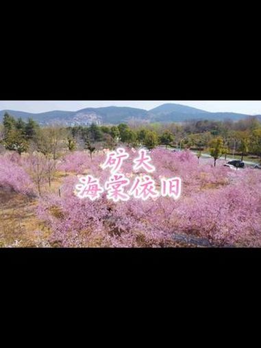 矿大,海棠依旧!中国矿业大学 春天的温柔已长满枝头 记录身边好春光 海棠花 满屏春天愿你一