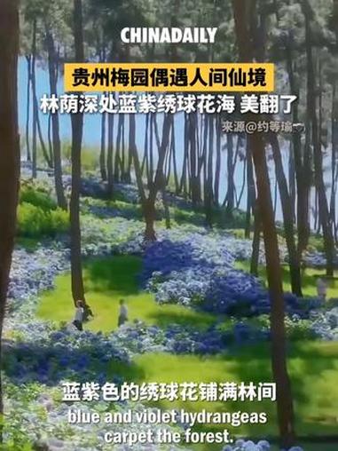 宛若仙境般的贵州梅园：绣球花海铺满林间，几只小鹿在花丛中漫步，仿佛一片彩绘的童话世界。#趣