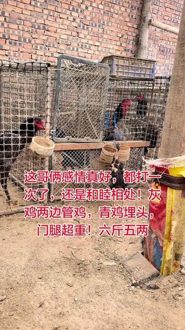 这哥俩感情真好,都打一次了,还是和睦相处!灰鸡两边管鸡,青鸡埋头,门腿超重!六斤五两 万能