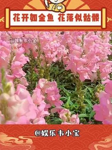 就算再美丽的事物,也终有残落的一天 金鱼草 反差 神奇植物