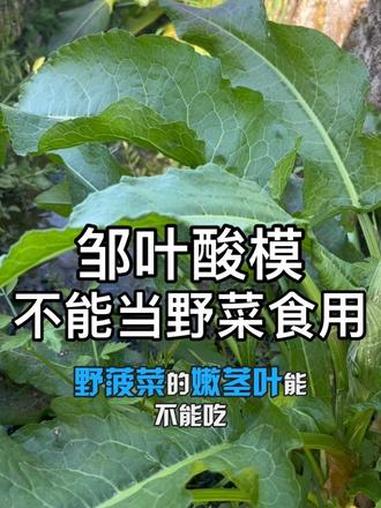 野菠菜 看网上有人说野菠菜苔炒肉好吃,还有很多人模仿,请科学且理想的吃野菜。#草本植物#土