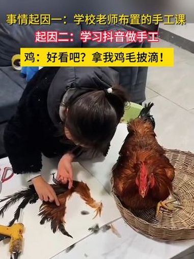 鸡:好看吧?拿我鸡毛披滴!热点 手工课 惊不惊喜意不意外