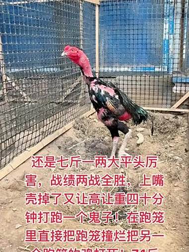 还是七斤一两大平头厉害,战绩两战全胜,上嘴壳掉了又让高让重四十分钟打跑一个鬼子!在跑笼里直