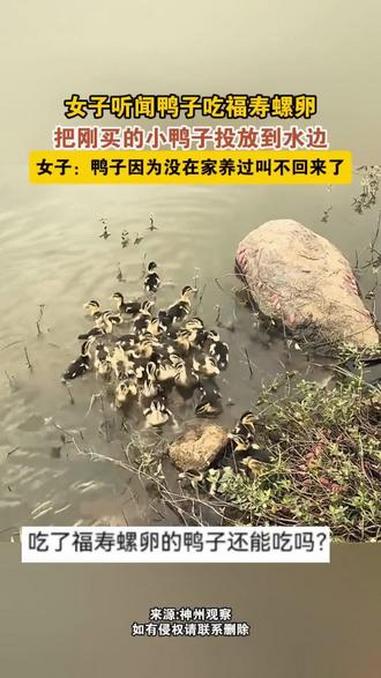 女子放养小鸭子去吃福寿螺卵，结果因为从未家养过，小鸭子叫不回家了。#福寿螺#养鸭子#放生（