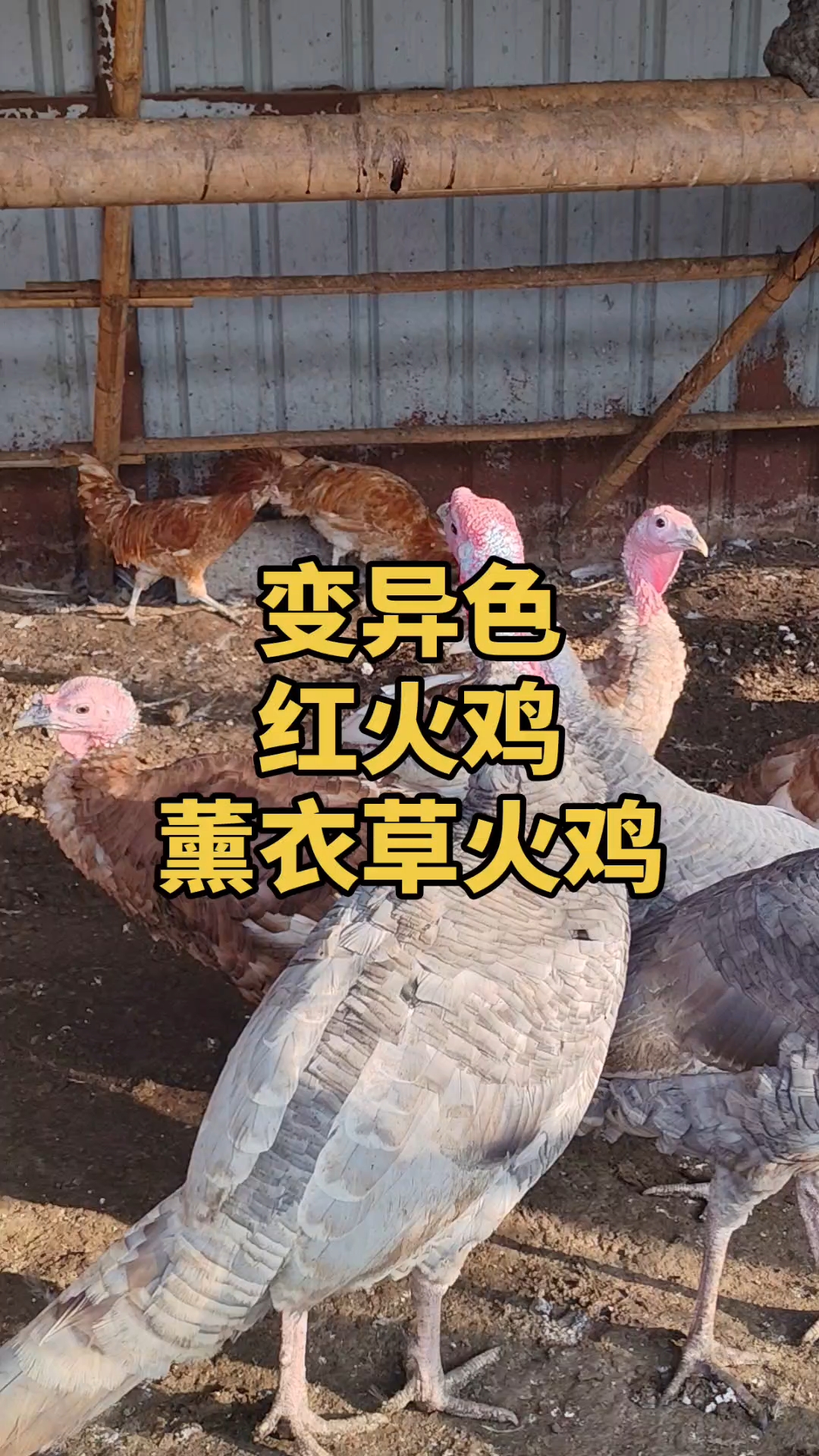 红火鸡