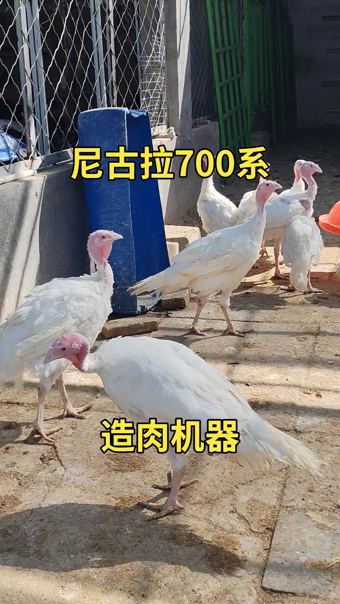 尼姑拉青铜火鸡