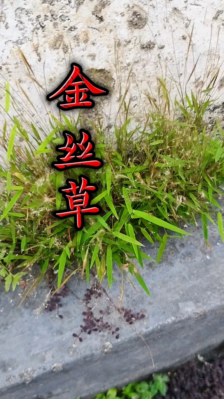 “黄金草药”金丝草!荒野的自然奇迹,因一束金穗得名“猫毛草。