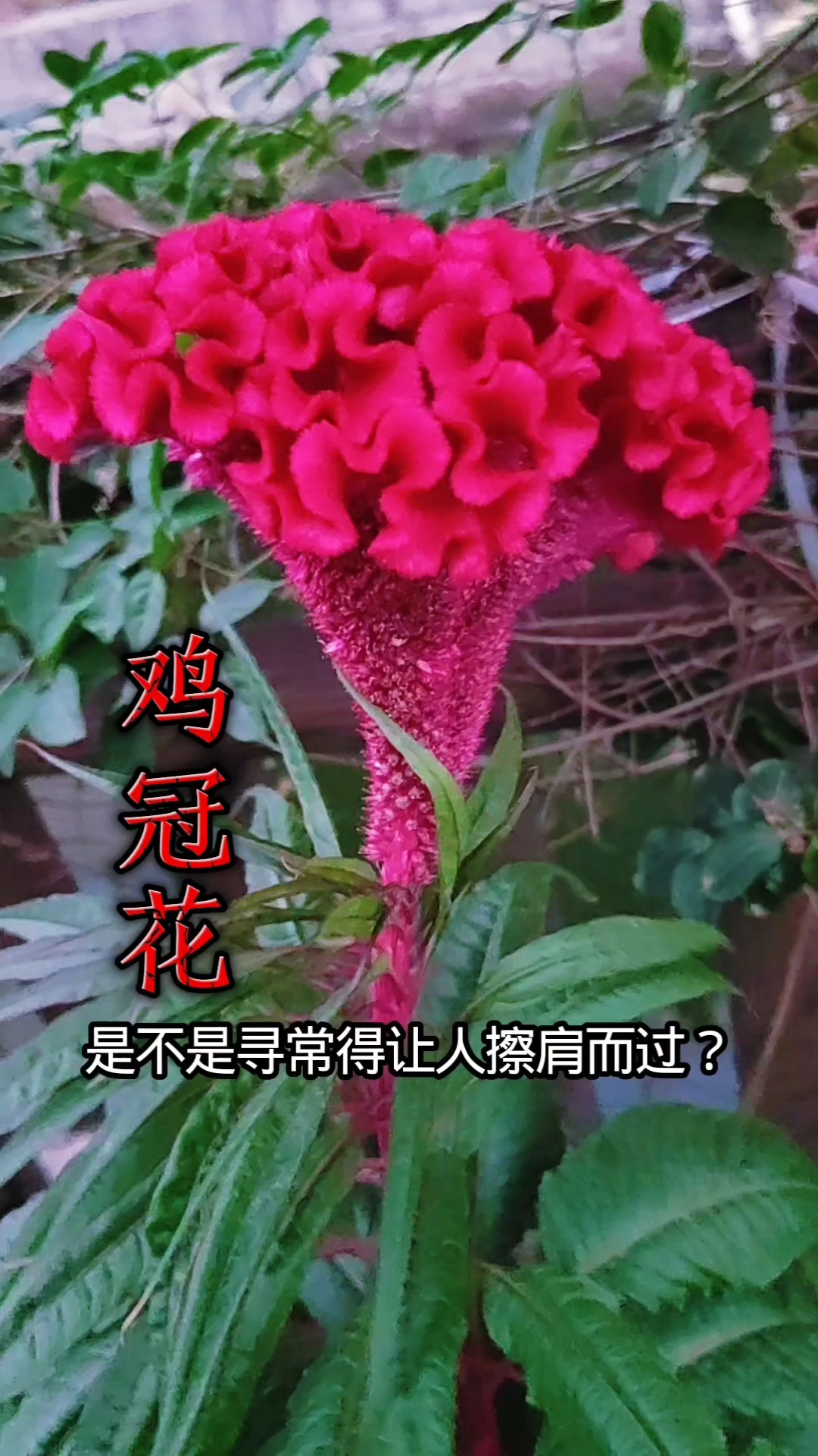 鸡冠花在《本草纲目》中记载也叫鸡公花。
