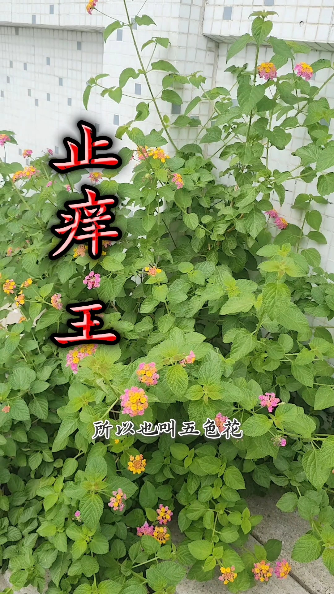 马缨丹是常见的野花,花色多样又叫五色梅。