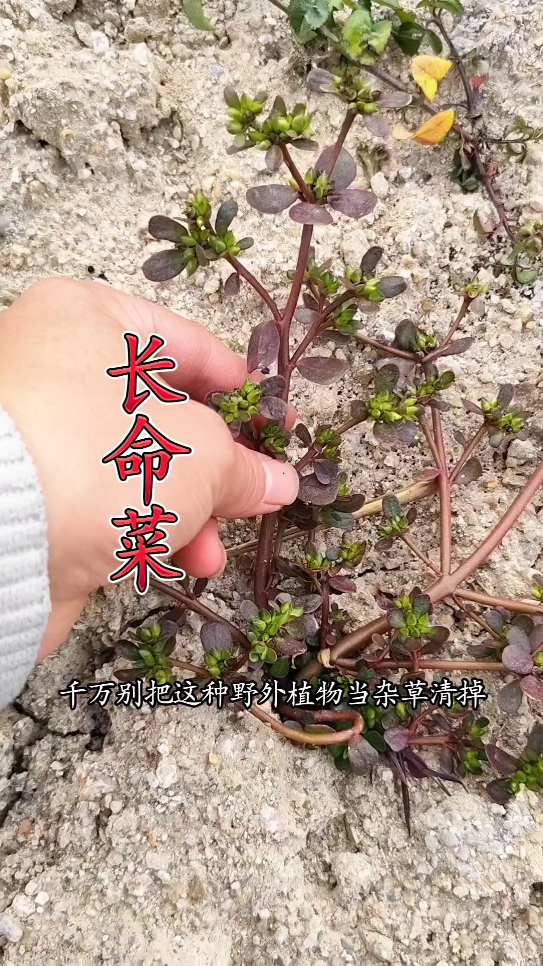 马齿苋，别名：长命菜、五行草、瓜子菜、蚂蚱菜等等