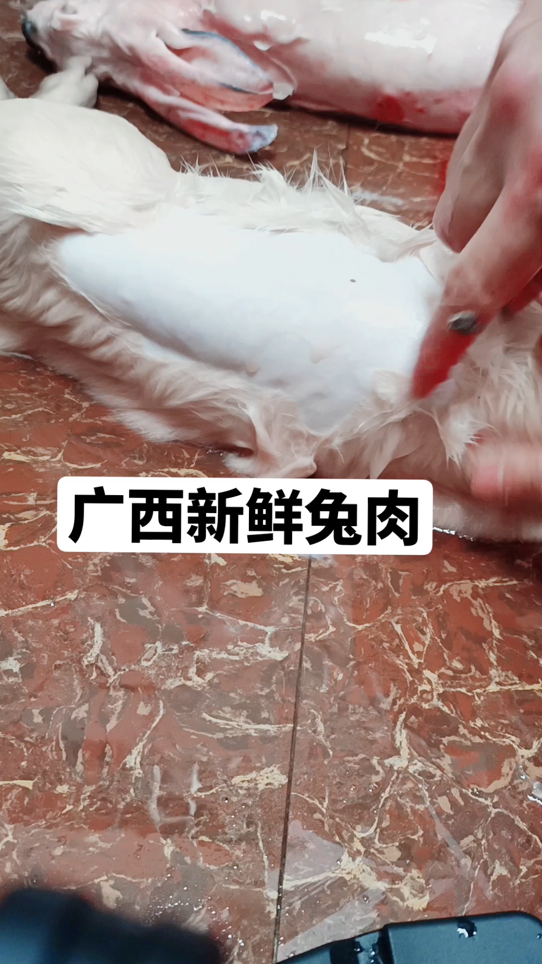广西新鲜兔肉,回收兔子!#广西新鲜兔肉 #兔肉 #兔头