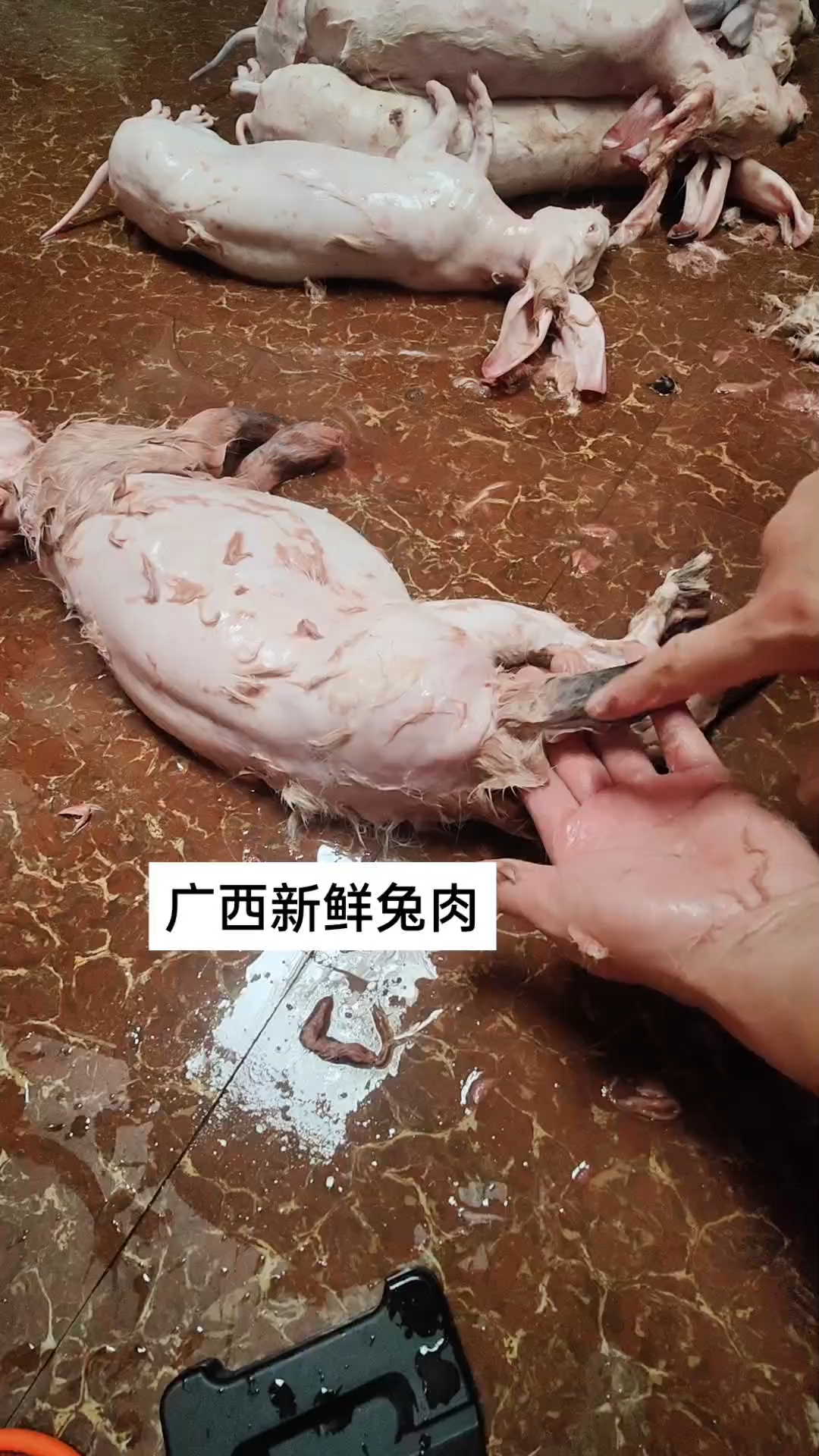 广西新鲜兔肉,回收兔子了!#广西新鲜兔肉#广西兔子#广西兔肉