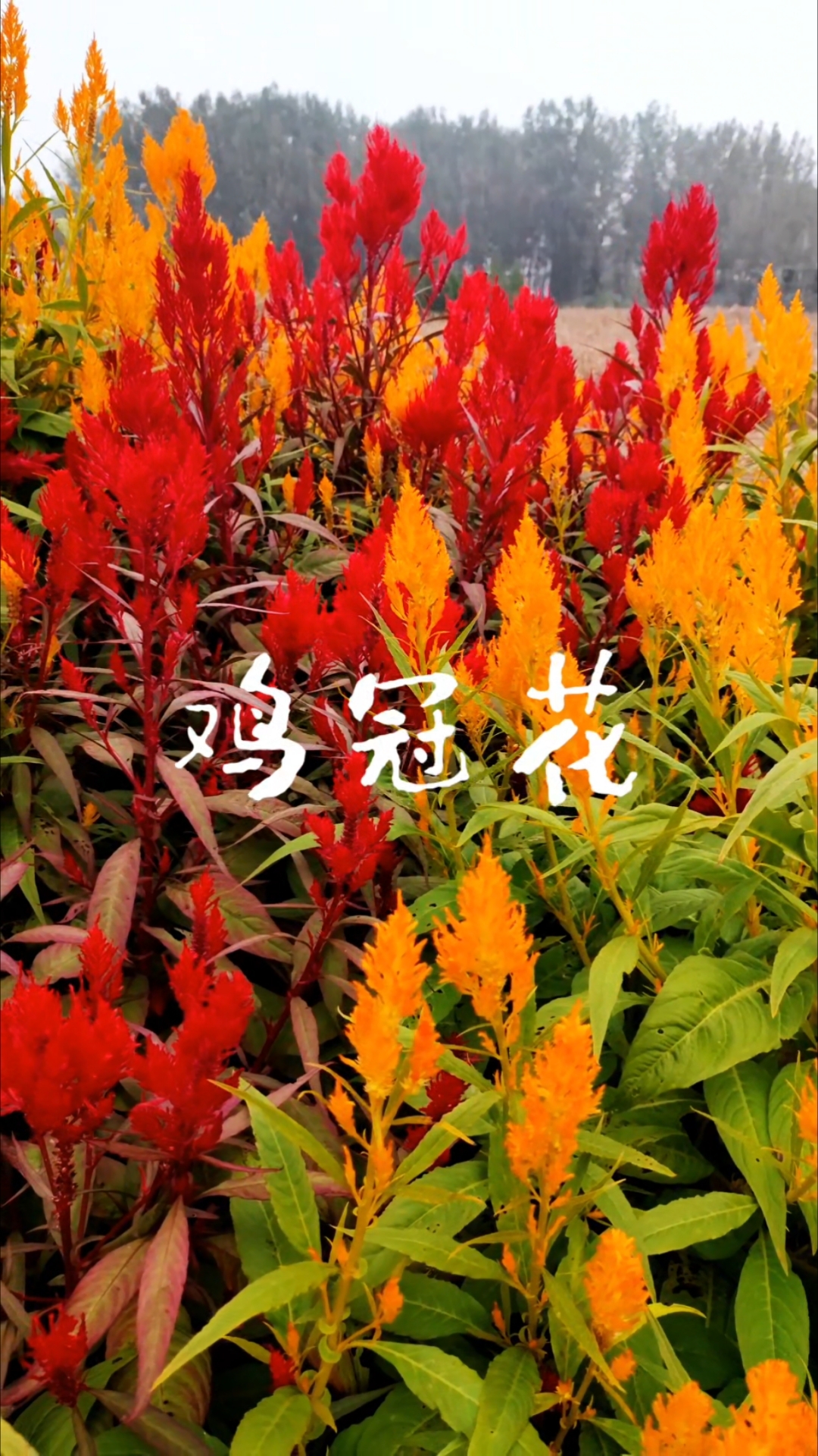 不一样的鸡冠花