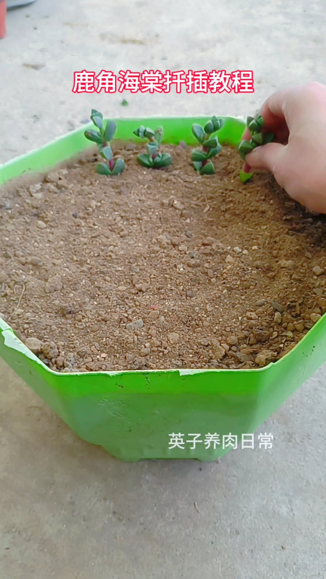 鹿角海棠扦插注意三点,一是选对枝条二是选对土壤三是选对季节