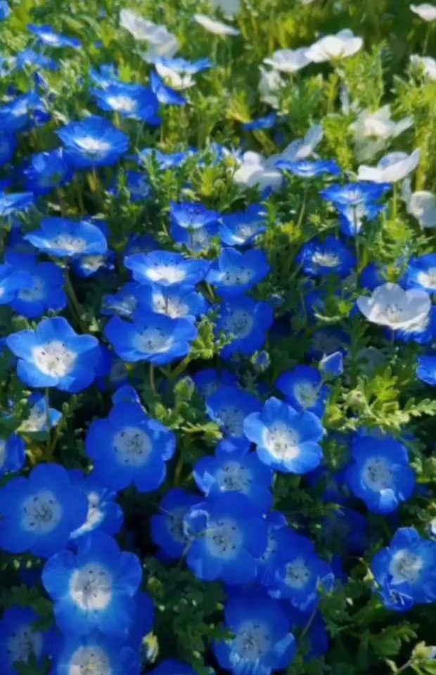 摩洛哥柳穿鱼和蓝色白色的喜林草花田 。上海闵行体育公园