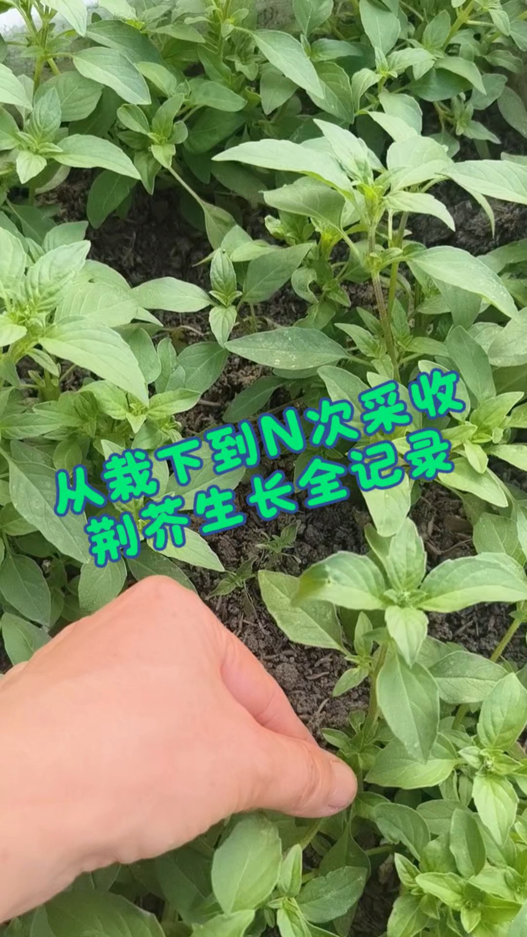 荆芥是皖北、河南地带喜欢的香料调味菜，不是每人都接受它的味道