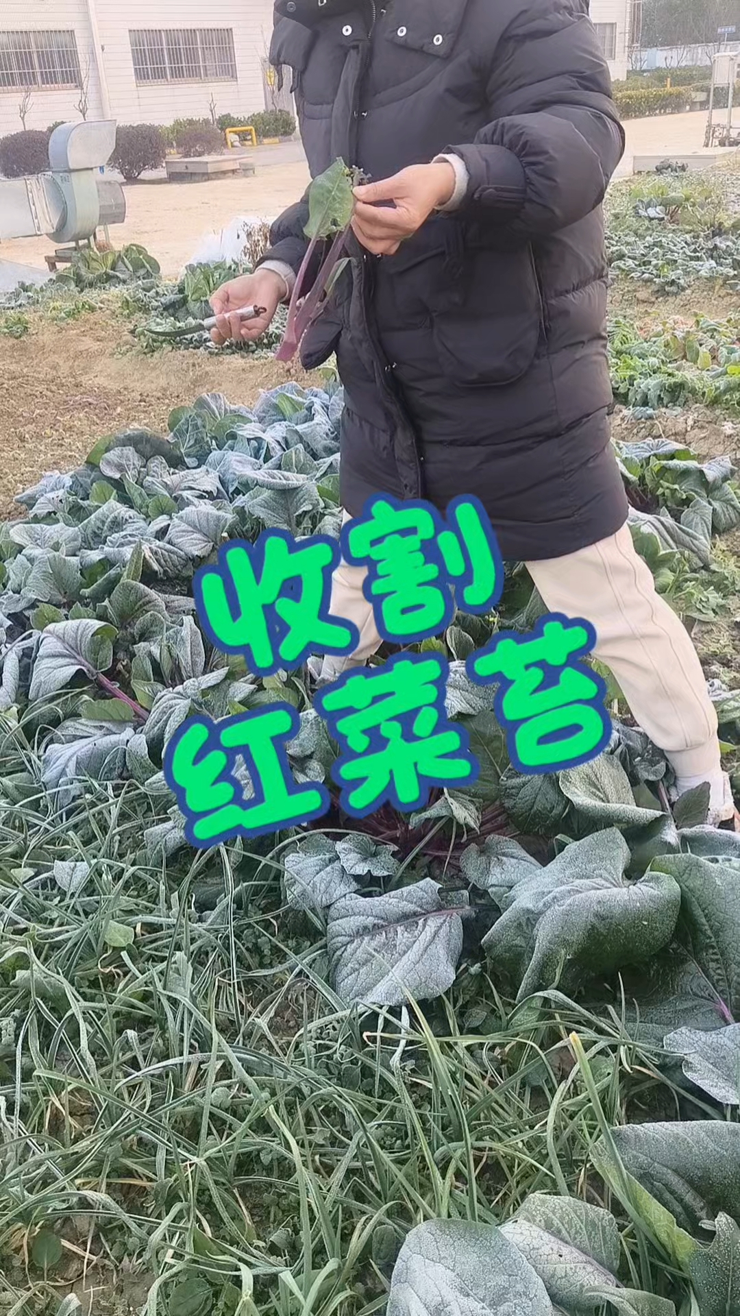 红菜苔的产量还是很客观的,每三到四天就要采收一茬,值得种植。