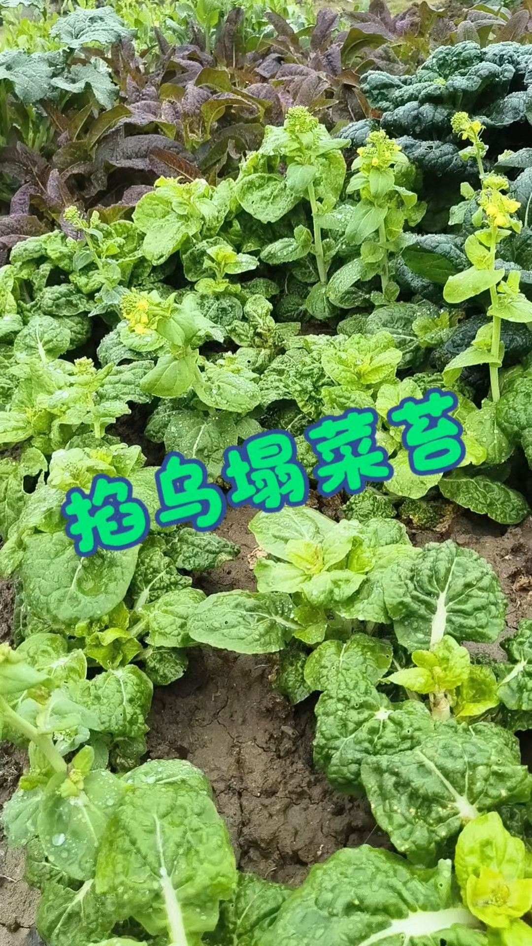 乌塌菜今年种了不少,据说很好吃,但都没功夫吃,基本都送人了。