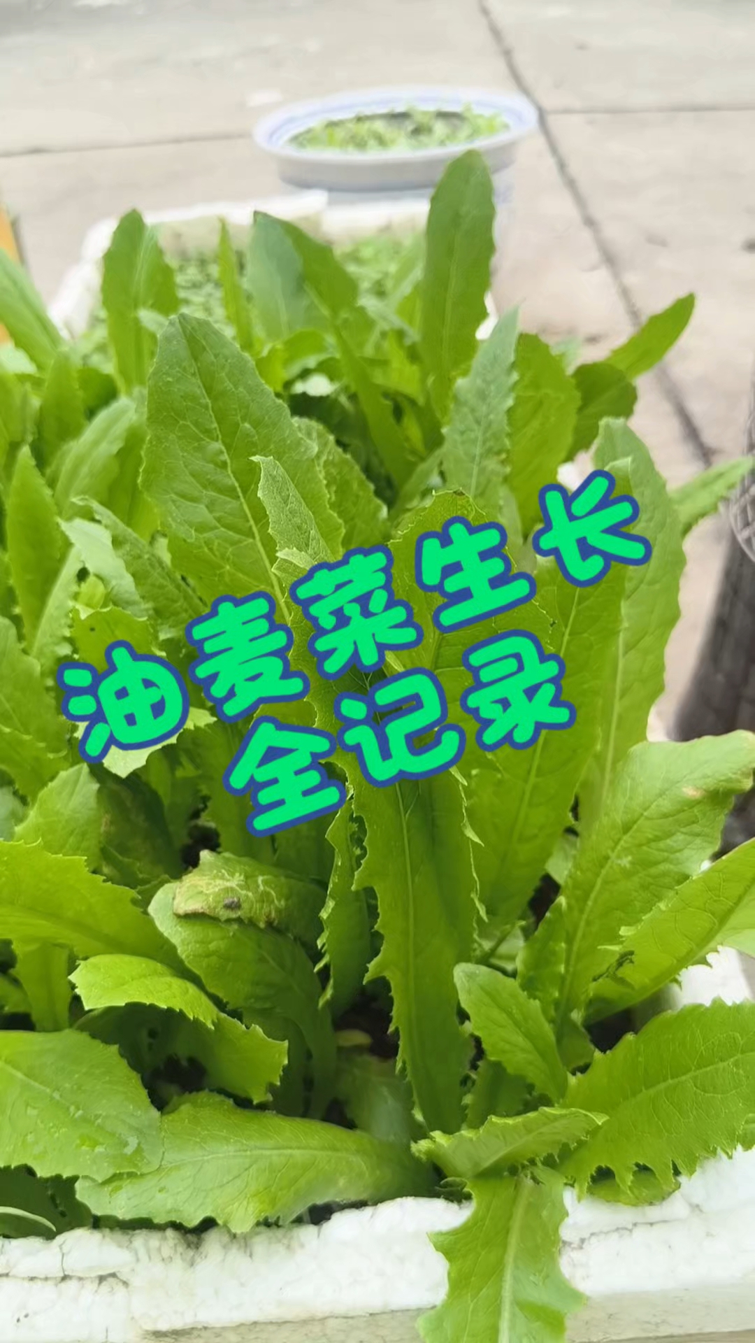 历时三个多月,油麦菜生长全记录。