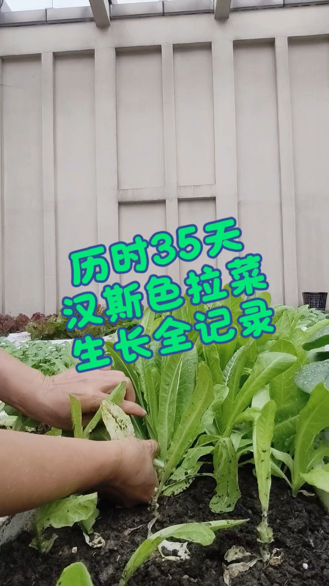 汉斯色拉菜生长周期短，堪比鸡毛菜、小白菜，很快就可以采收!