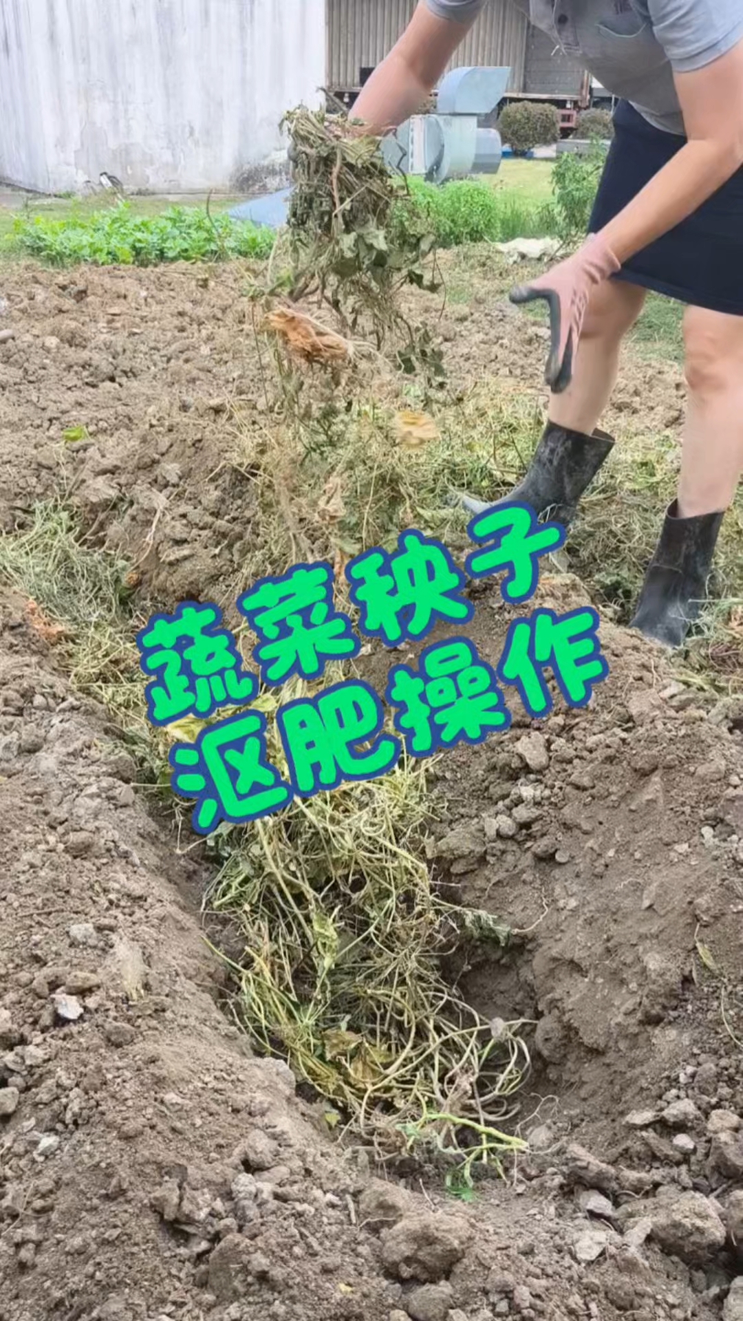 有样学样的把蔬菜秧子都埋到地里沤肥,改善土质。