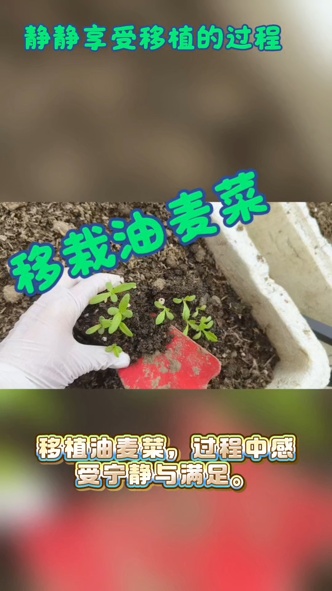 移植油麦菜