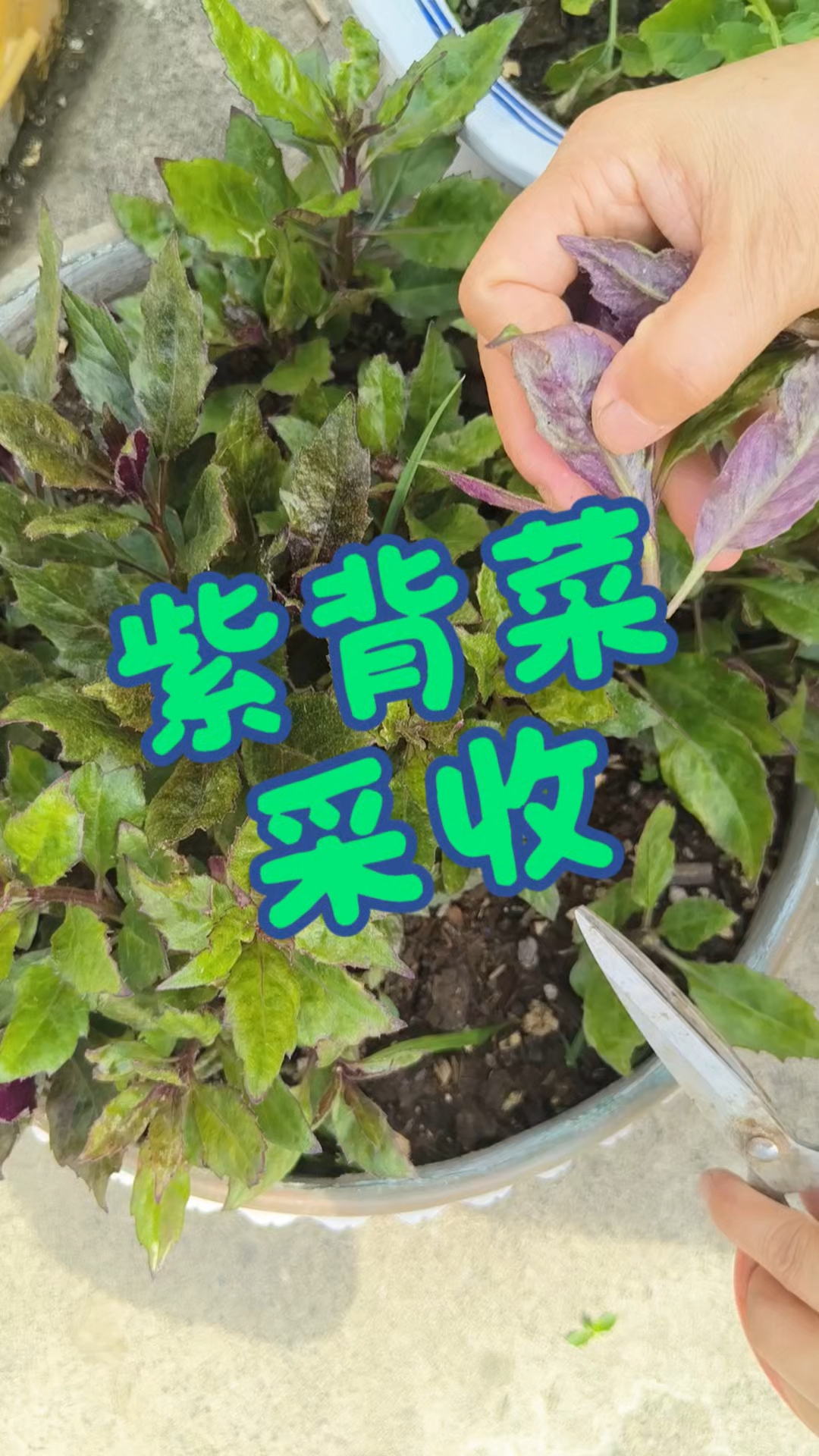 平生第一次吃这个紫背菜,还挺好吃的