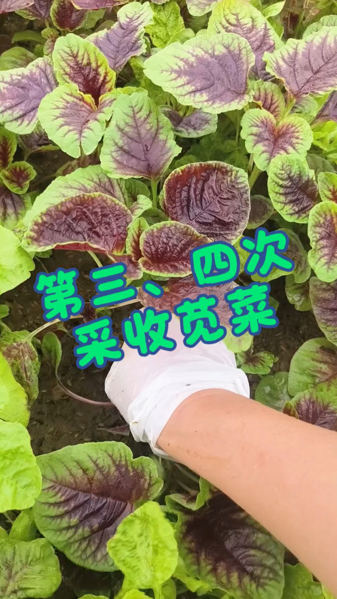 气温一高苋菜很容易长种子,你们的苋菜长种子了吗?