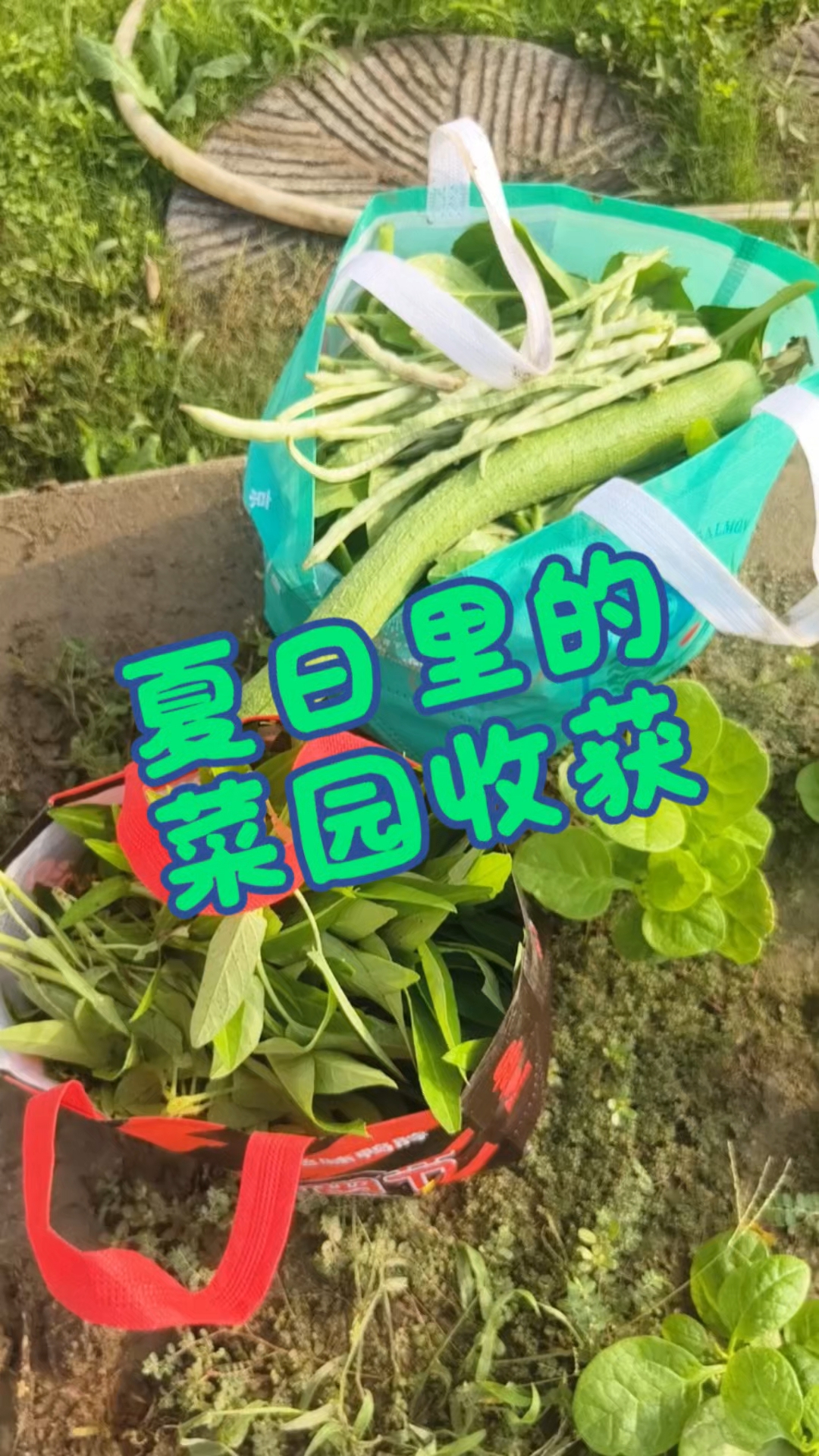夏天的尾巴了,小菜园里的菜也都是尾巴了!