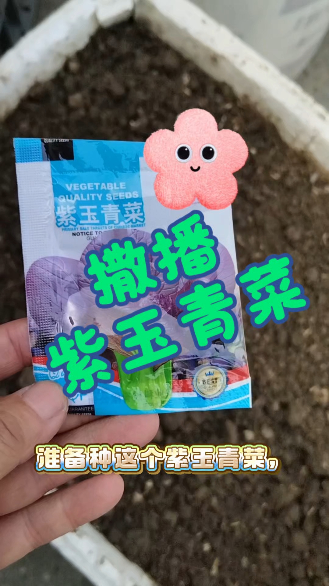 网上说紫玉青菜耐高温,种来试试。