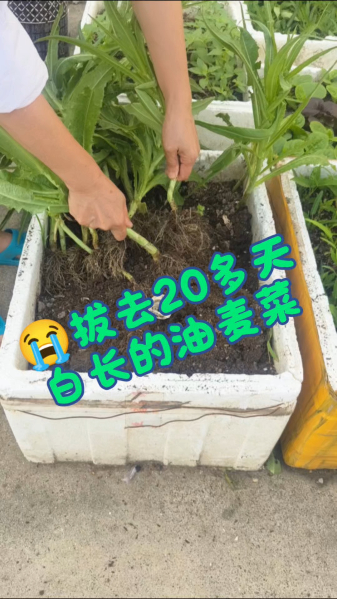 最后油麦菜不像油麦菜,莴笋不是莴笋。