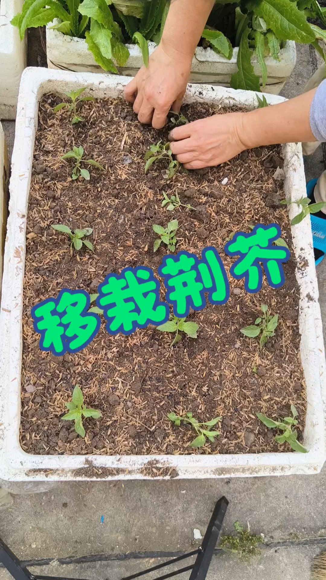 喜欢吃荆芥的请举手,我先说我喜欢。