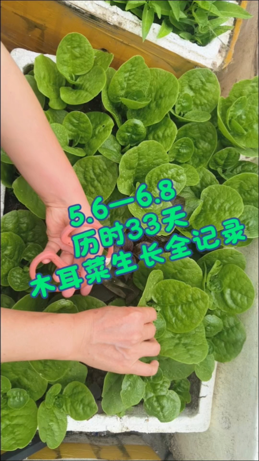 我是喜欢吃木耳菜的,你呢?