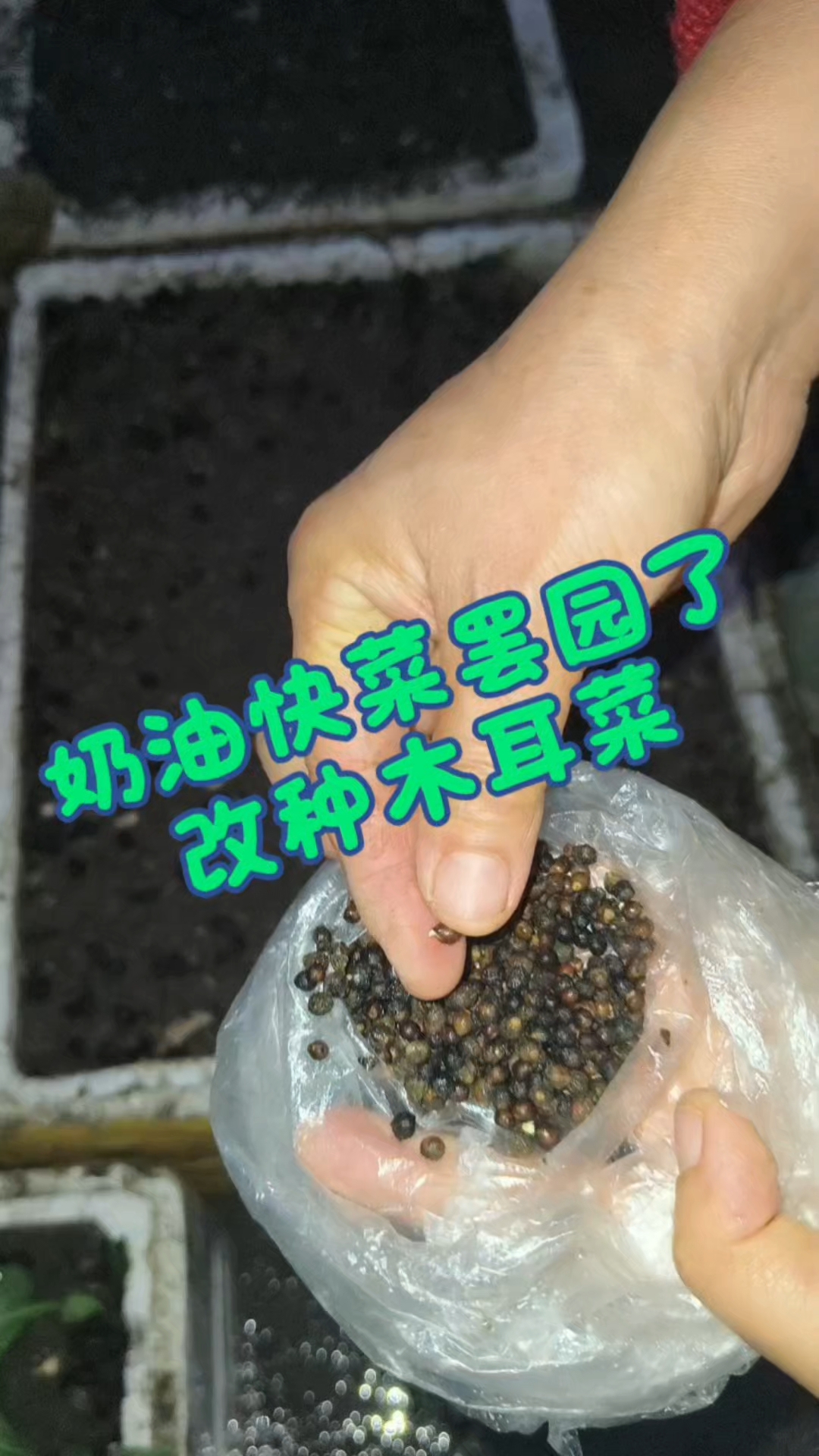 去年种的木耳菜一个多月才出苗，今年先催芽再撒播提高出苗速度。