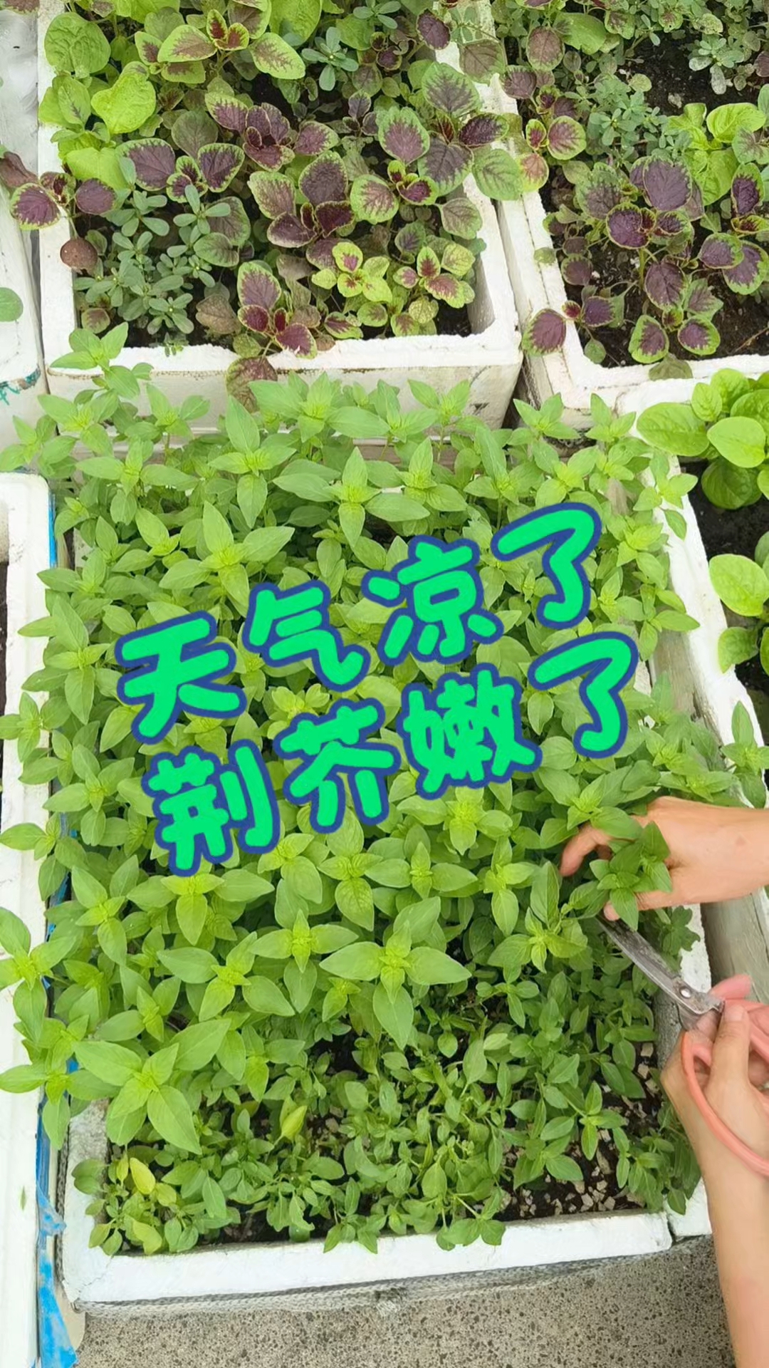 看来荆芥也不是天气越热长的越好啊!