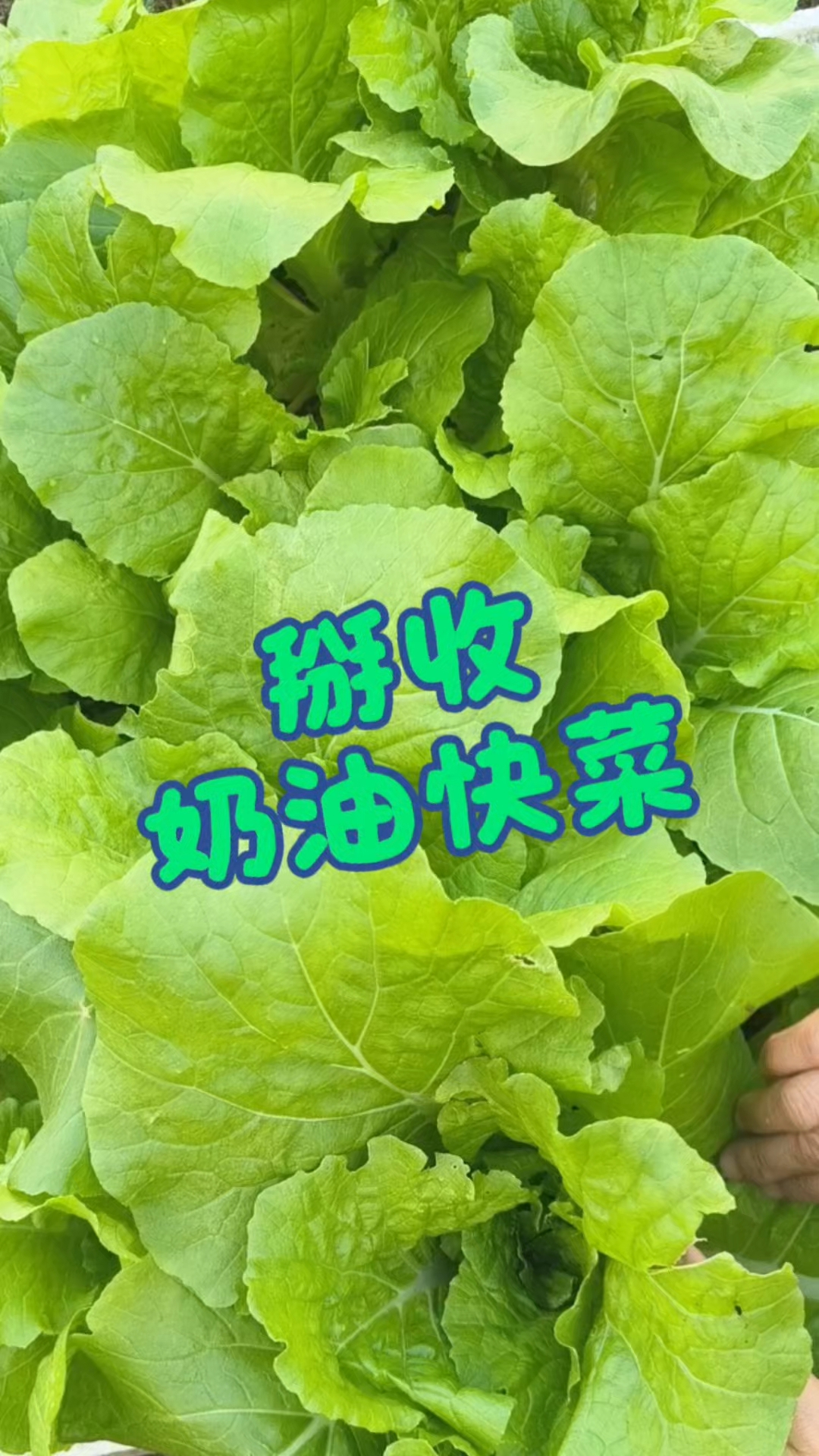 奶油快菜也是这个季节里很好吃的青菜，它们清脆爽口，鲜嫩多汁！