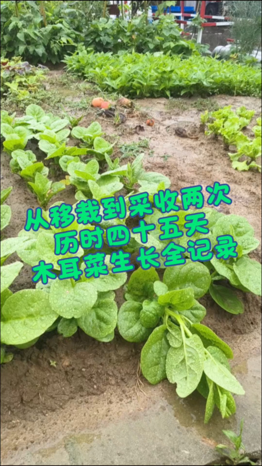 是前几天做好的视频了,重温一下鲜嫩多汁的木耳菜,饱饱眼福!