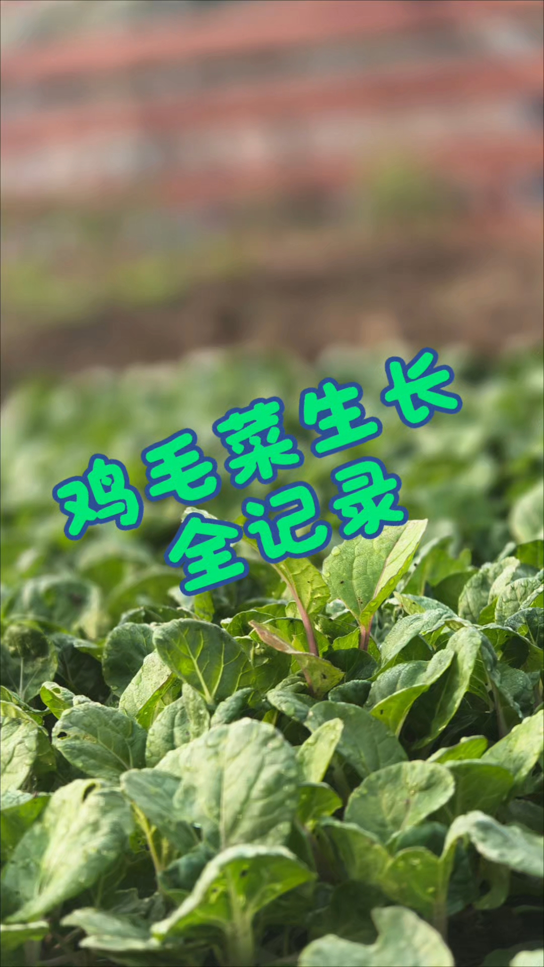 一个多月,鸡毛菜生长过程全记录。