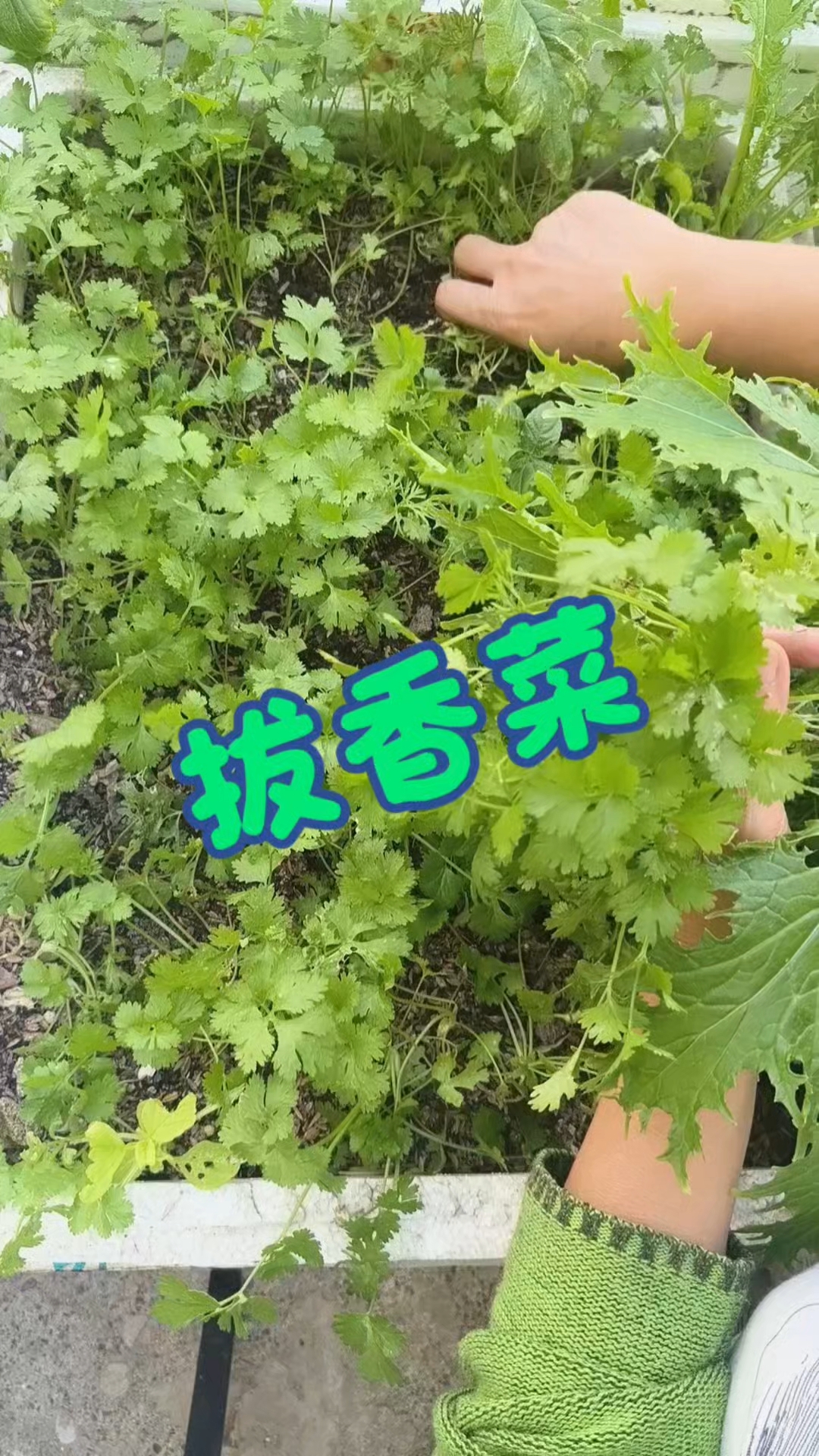香菜有些人喜欢吃，有些人不喜欢吃。现在的天气蔬菜都长的慢了。