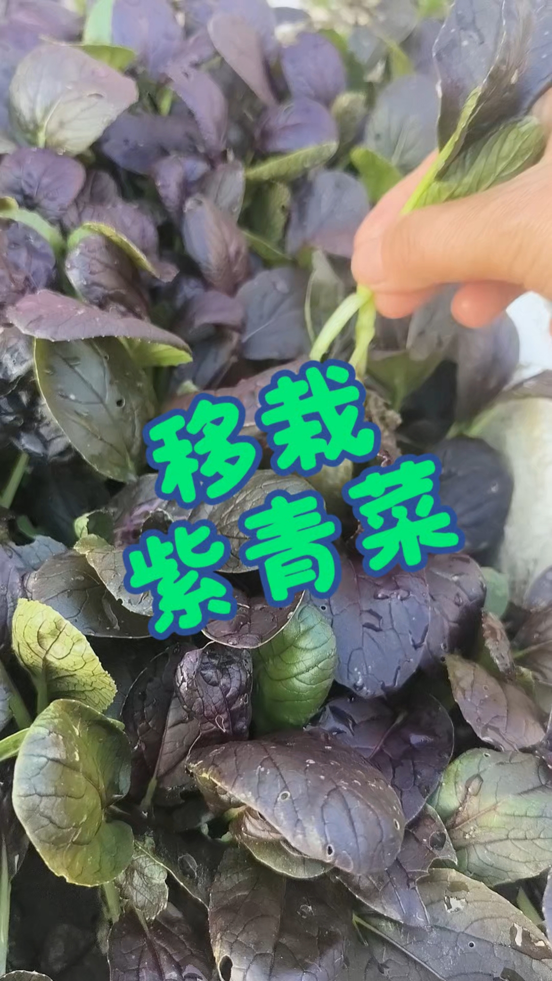 网上说紫青菜耐热不生虫,种来试试。