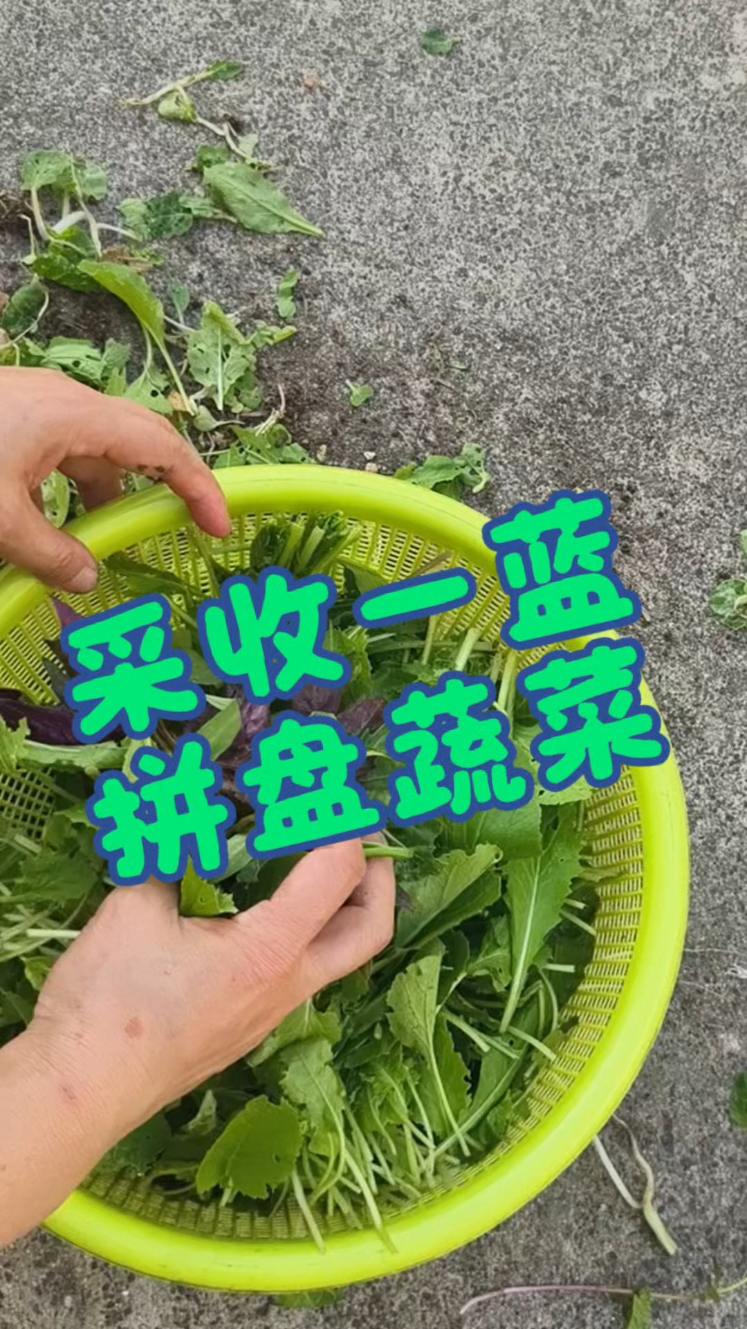 拼盘才能采收一蓝蔬菜可能是阳台或泡沫箱种植者都经历的吧